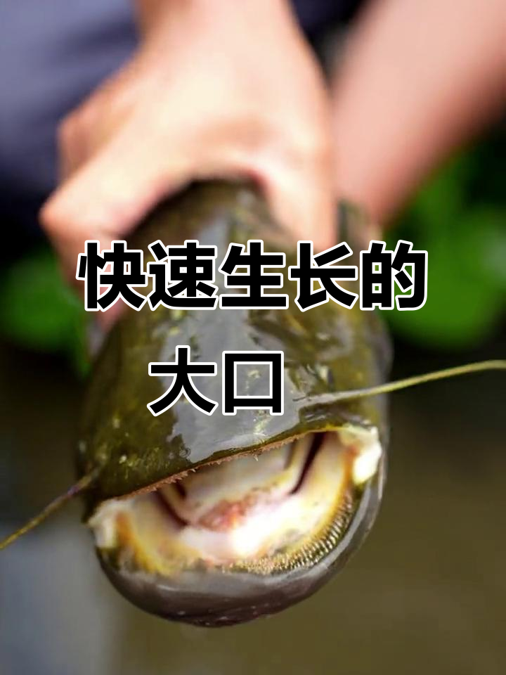 大口鯰生长迅速,杂食易养,适合各地养殖