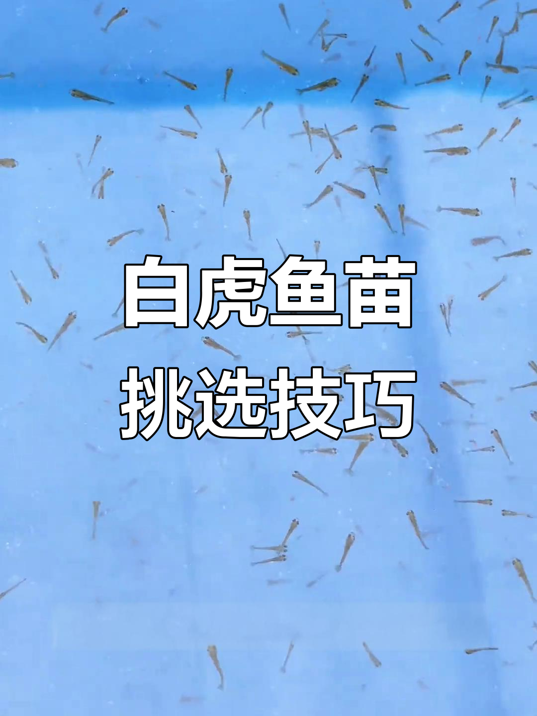 白虎鱼苗筛选全过程,严格淘汰标准揭秘