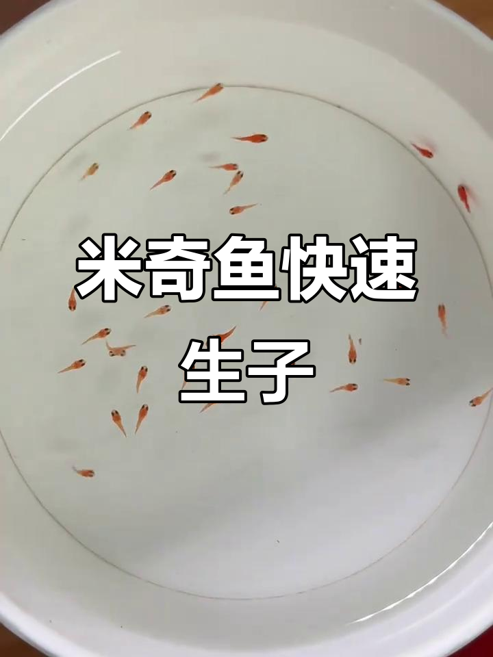 米奇鱼妈妈突然不爱动,竟然这么快就生了一缸小鱼!