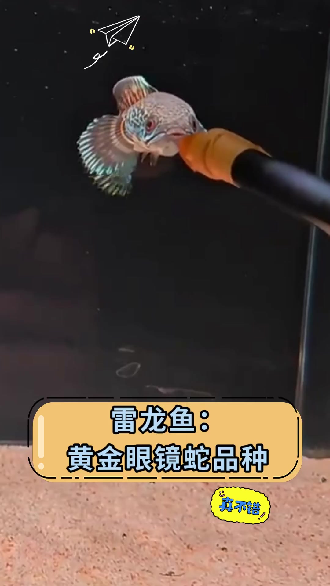 雷龙鱼:黄金眼镜蛇品种