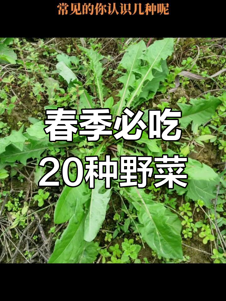 春天挖野菜,20种常见美味等你来认识