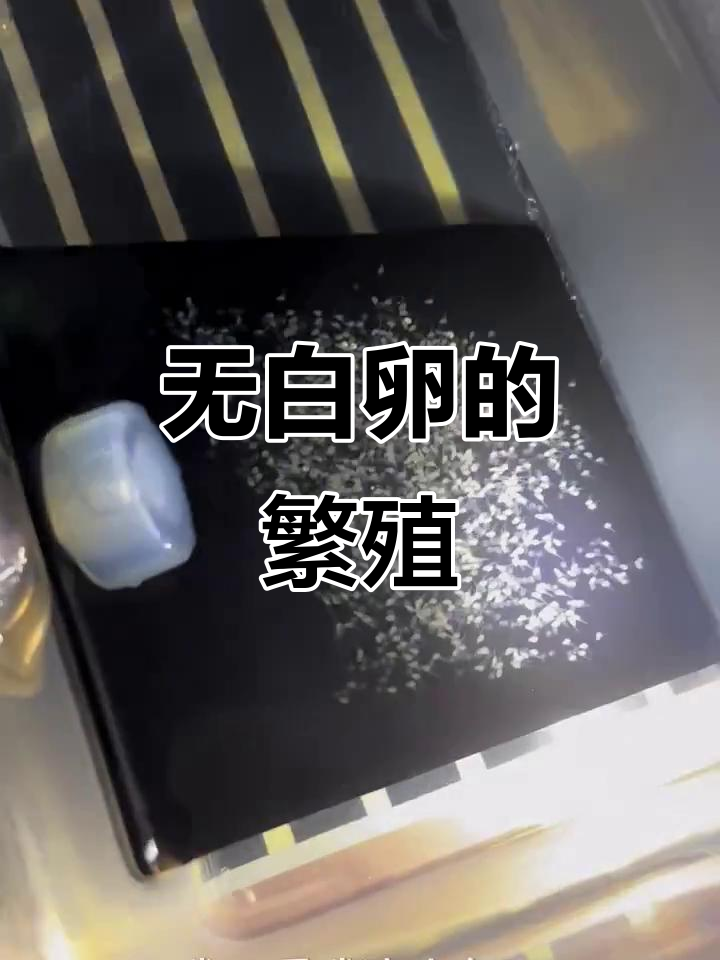 鱼卵孵化全纪录，几乎无白卵！