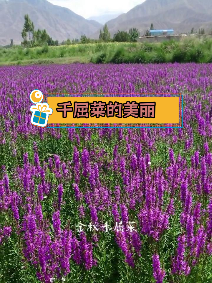 千屈菜耐寒抗冻,花期长