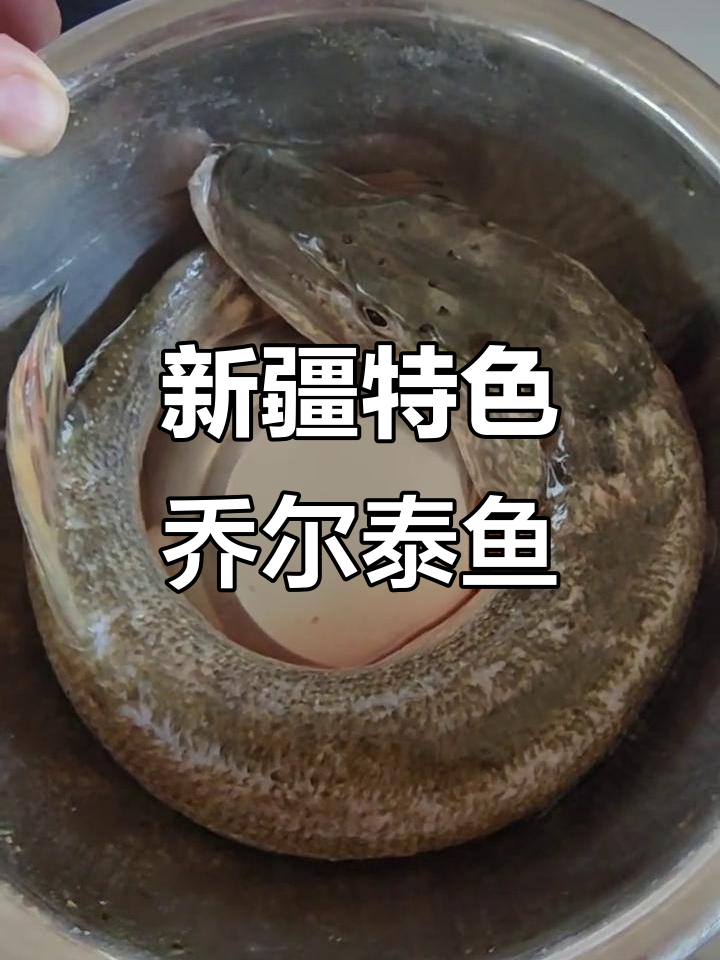 新疆特产乔尔泰鱼,美味鱿鱼圈你尝过吗?