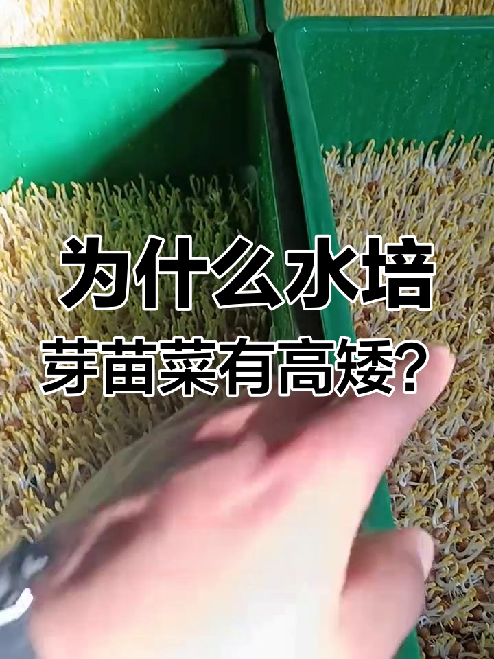 水培芽苗菜生长差异大,原来是这个原因!