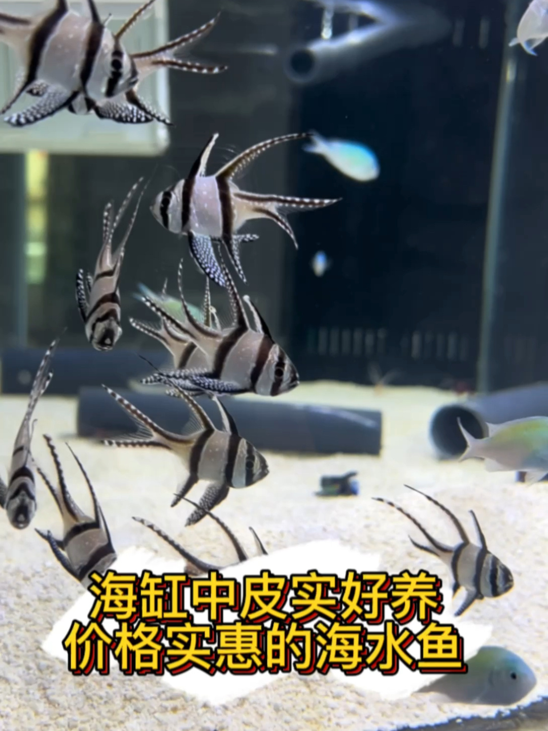 皮实好养,物美价廉的海水鱼有哪些