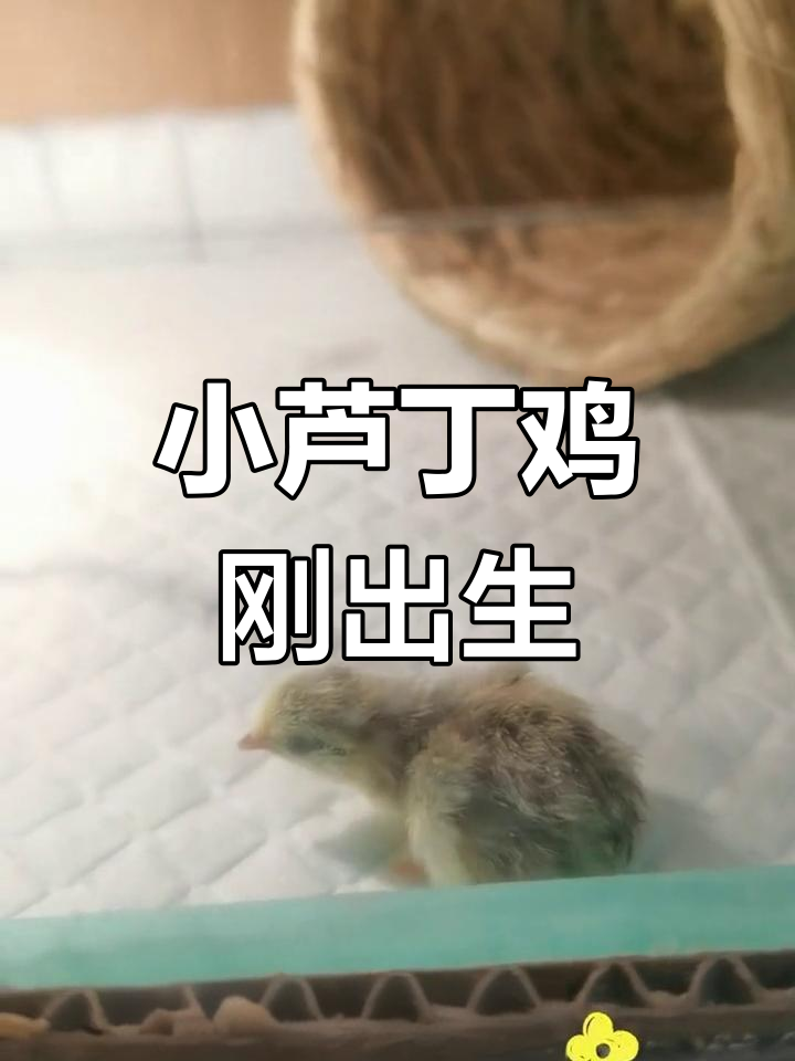 芦丁鸡出壳后六小时,毛茸茸的迷你小鸡超可爱