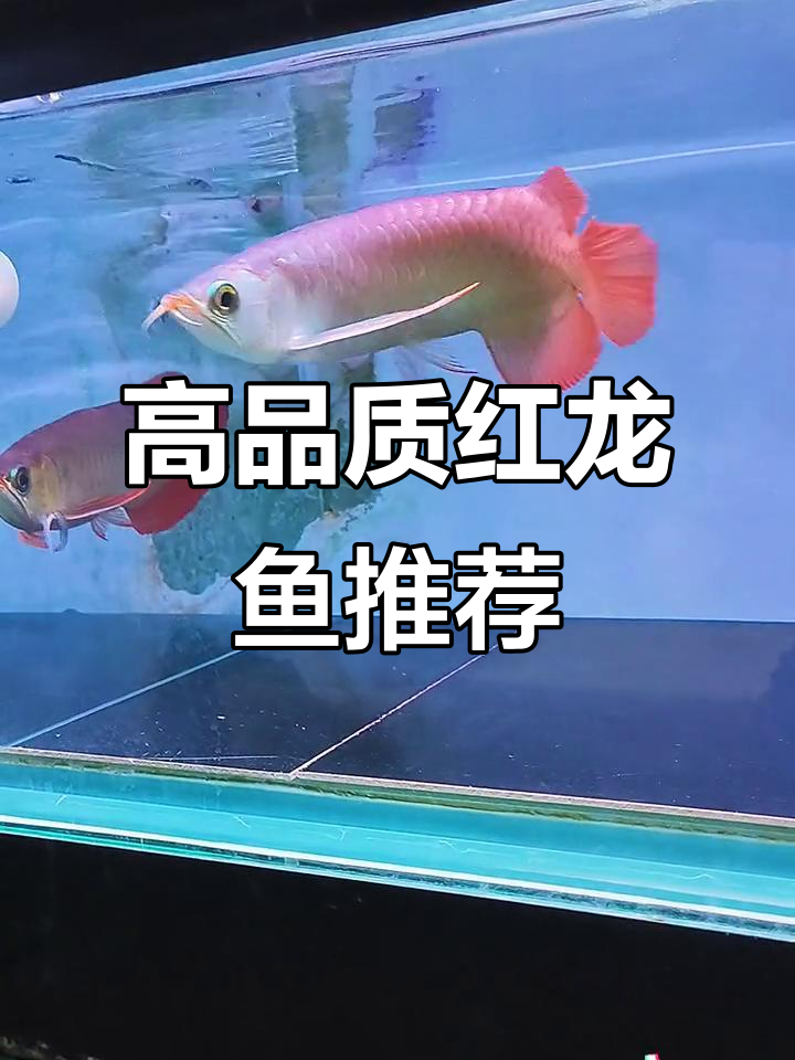 品质高,漏大!2000-3000元选高品质红龙鱼