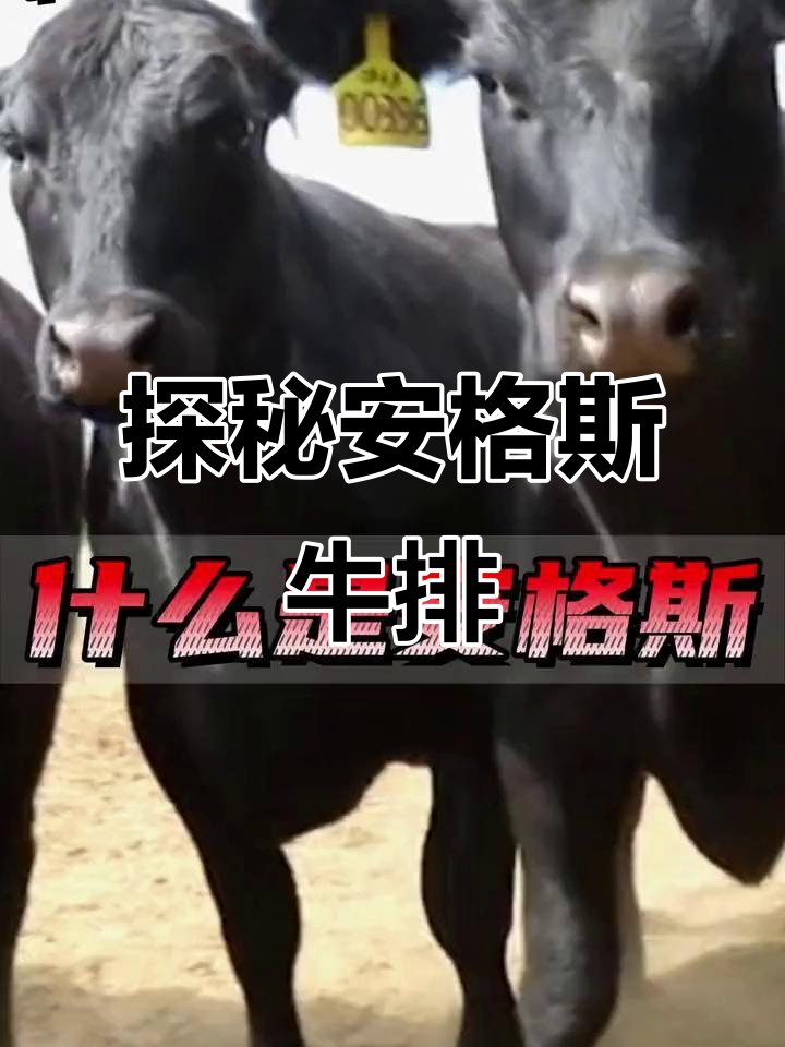 安格斯牛排的秘密:苏格兰起源与雪花牛肉口感揭秘