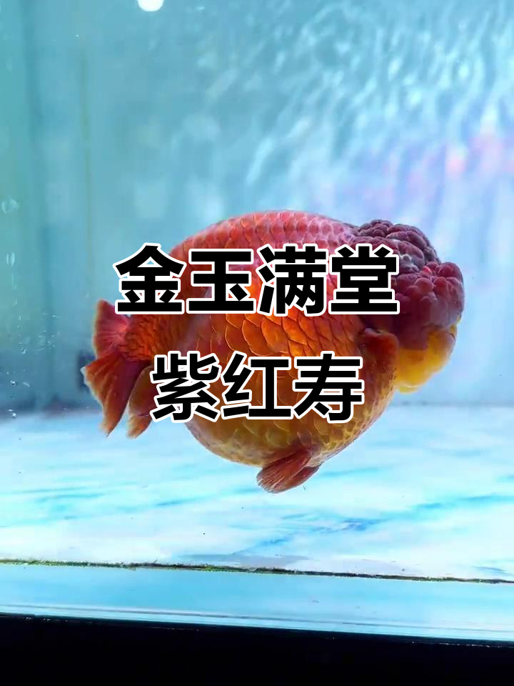 紫红寿金鱼，独领风骚的魅力展示