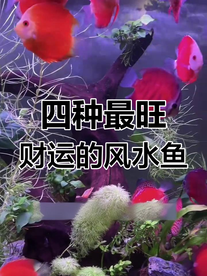 风水鱼选择指南:四大招财利器,助你事业运势双丰收