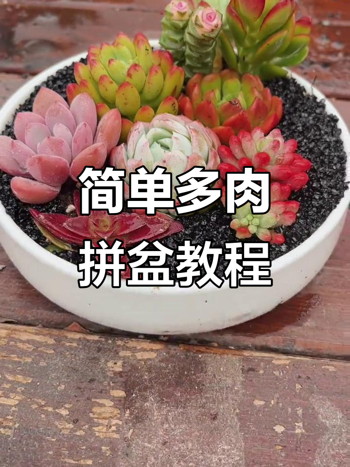 多肉拼盘制作全攻略,轻松打造个性化植物组合