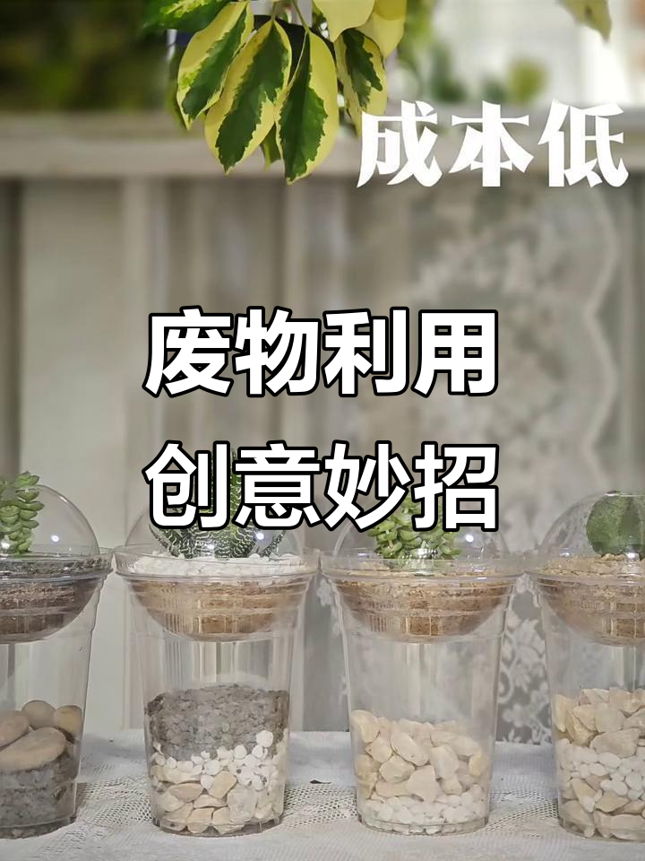 奶茶杯变废为宝，植物新容器！