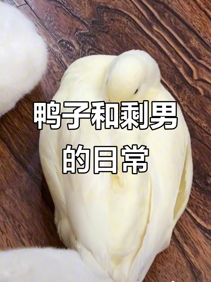 鸭子被胜男“欺负”,连拖鞋都不放过