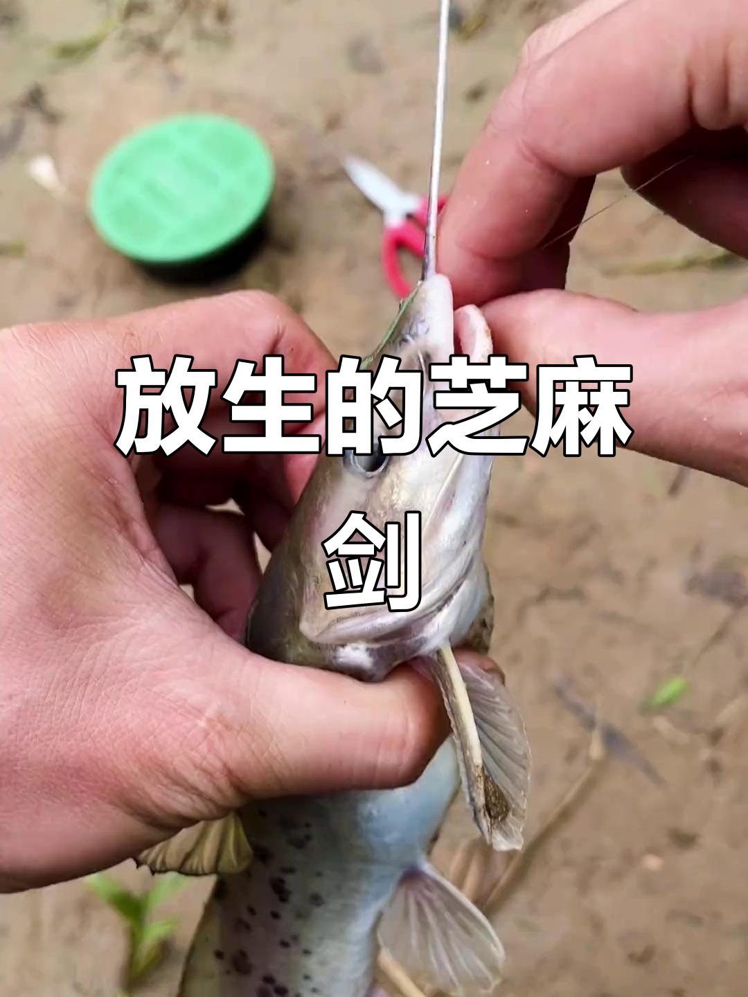 钓到芝麻剑鱼,国家二级保护动物放生记