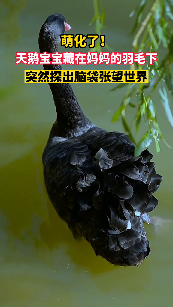 天鹅宝宝藏在妈妈羽毛下,突然探出脑袋张望世界