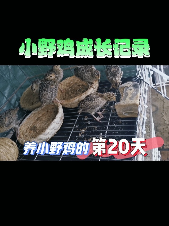 小野鸡20天啦～