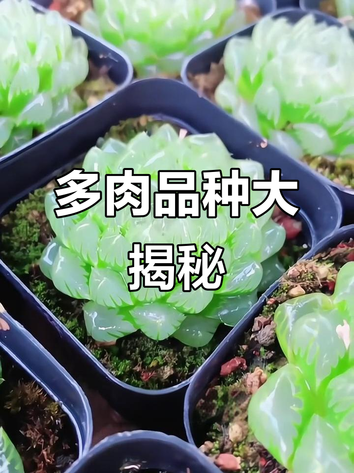 30种常见多肉植物，看看你认识几种？