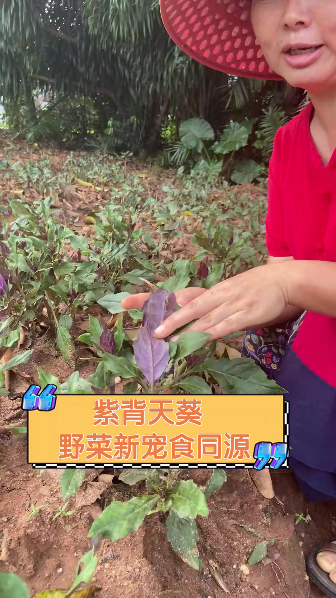 紫背天葵,野菜新宠食同源