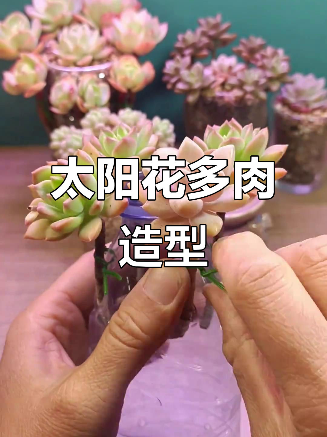 多肉植物创意造型，太阳花风格打造独特景观