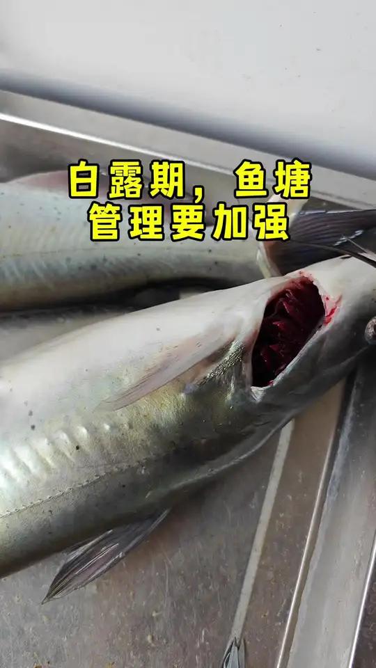 白露劫 白露瘟 鱼塘 叉尾鮰 应激性出血病