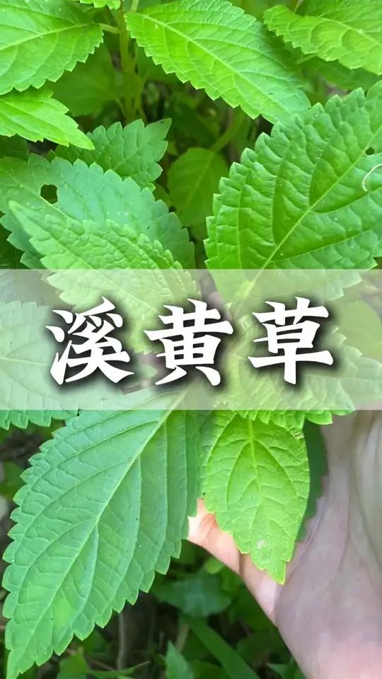 晚餐来做道溪黄草鱼头汤
