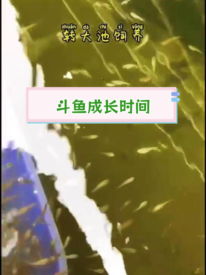 斗鱼从卵到亚成需要多久