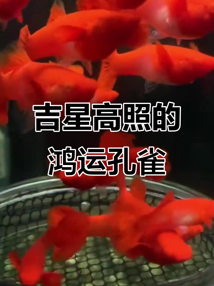 鸿运当头孔雀鱼:四种等级与美丽寓意