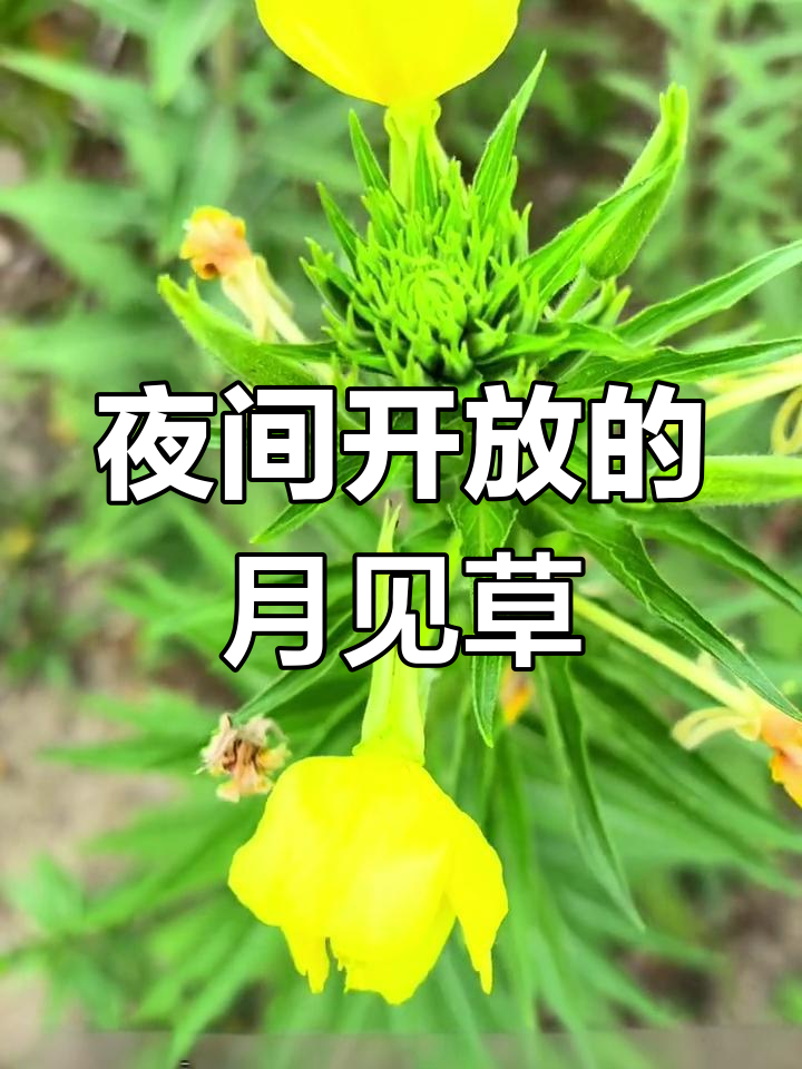 月见草:夜幕下的美丽香气,园林绿化的理想选择