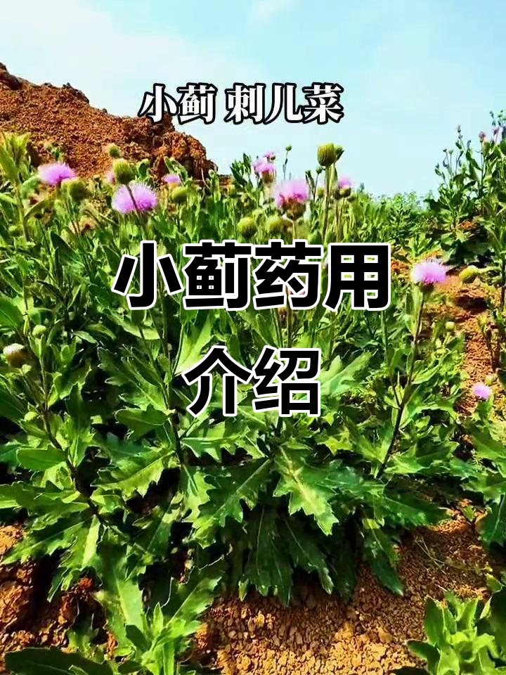 了解小蓟(刺儿菜)的药用价值,三农知识分享