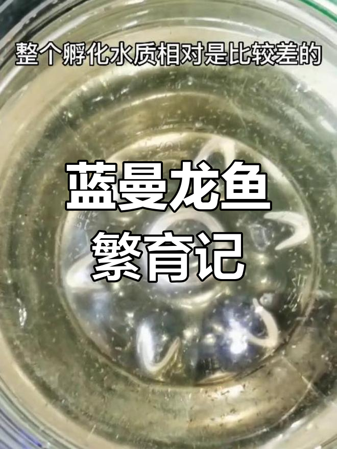 蓝曼龙鱼快速繁殖,小鱼孵化过程全纪录