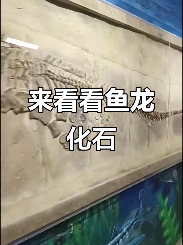 鱼龙化石揭秘，带你了解远古海洋生物