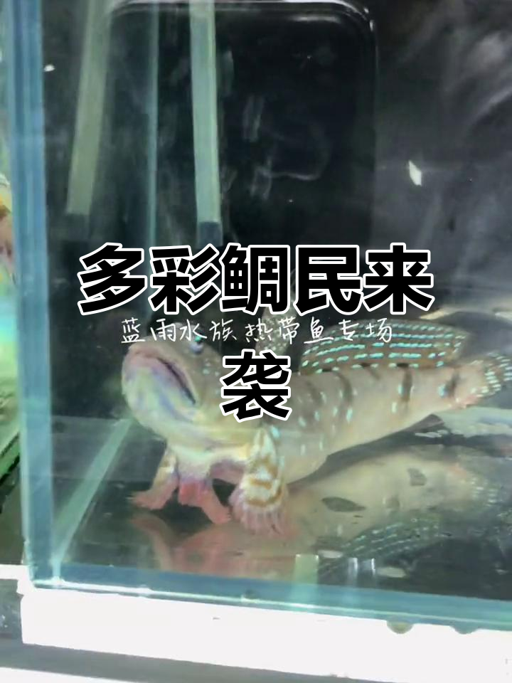 鲷鱼大丰收,热带观赏鱼类全览