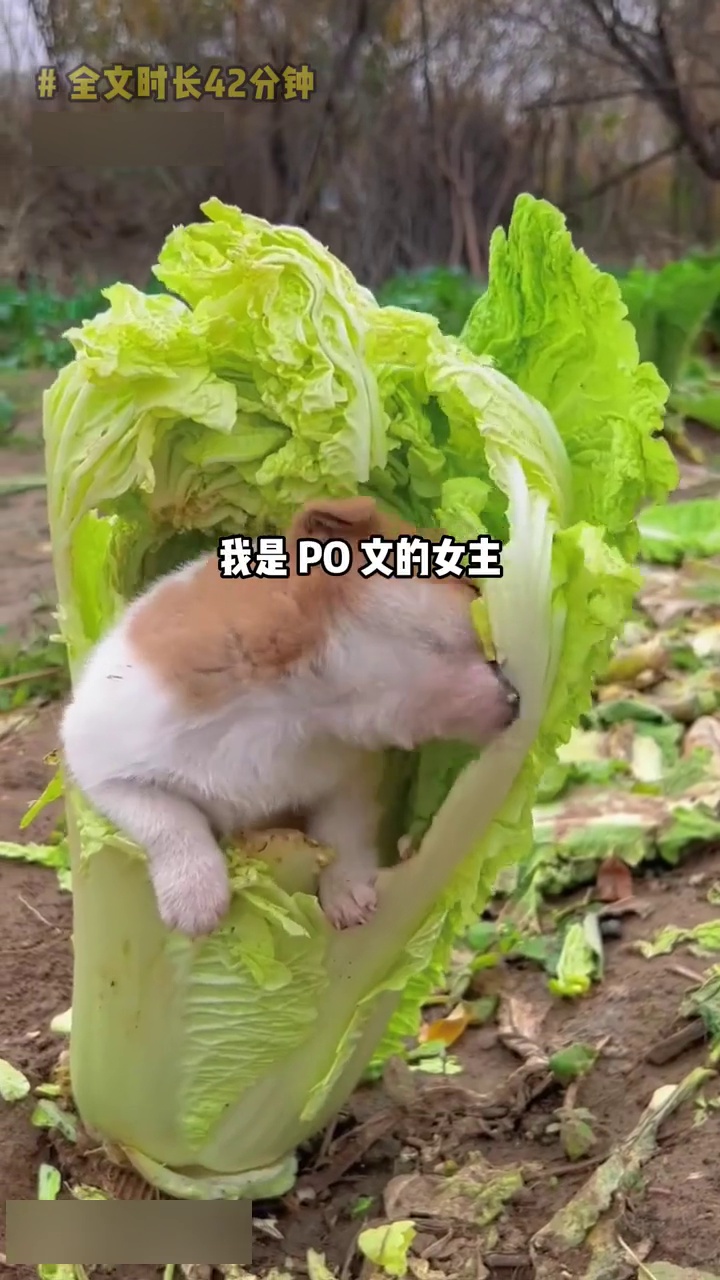 全文完结，这是真有肉的po文，不信看番外