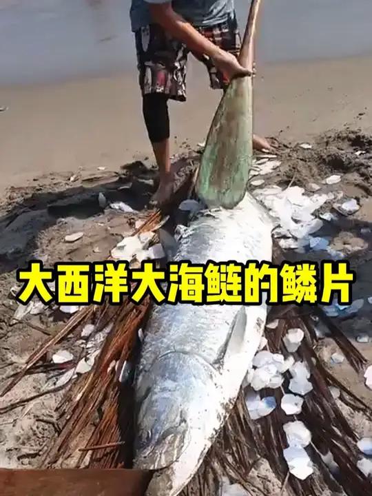 大西洋大海鲢,它的鳞片有着很大用途!