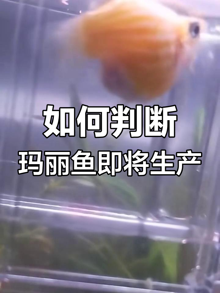 玛丽鱼快生的五大征兆,学会这些轻松判断