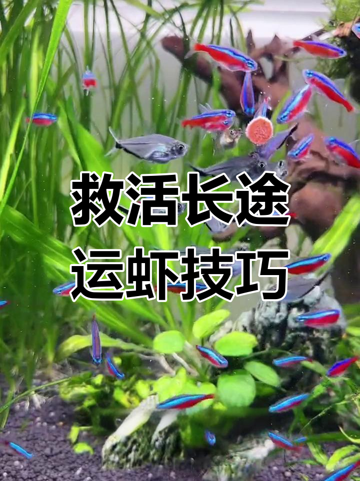 长途运输虾如何提高存活率