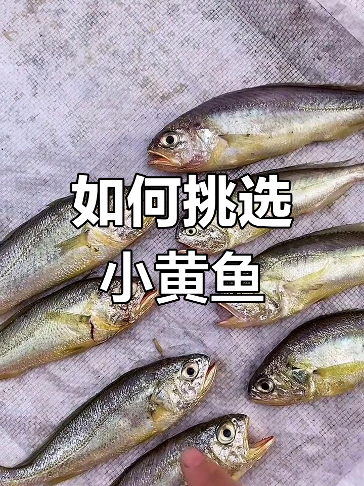 小黄鱼种类大揭秘,如何区分?