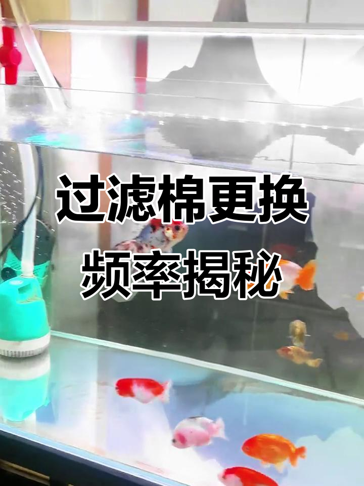 鱼缸过滤棉多久换一次?这和饲养密度有关