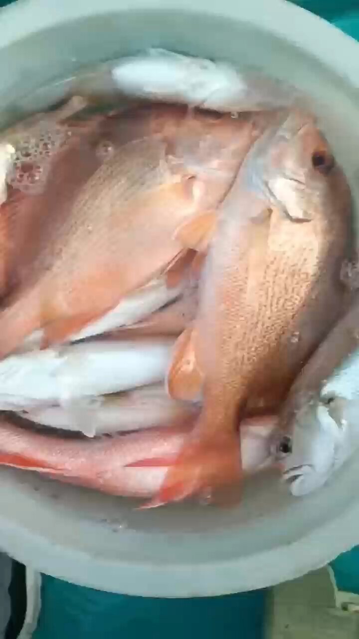 6月12日,北海海钓的红鱼