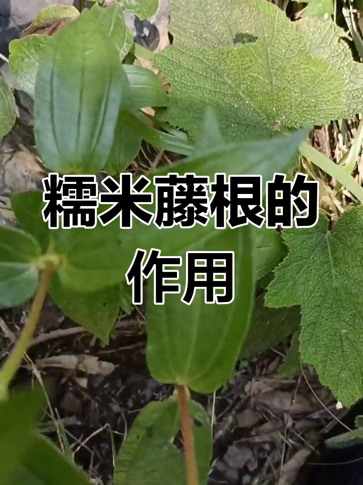 糯米藤根的多种用途