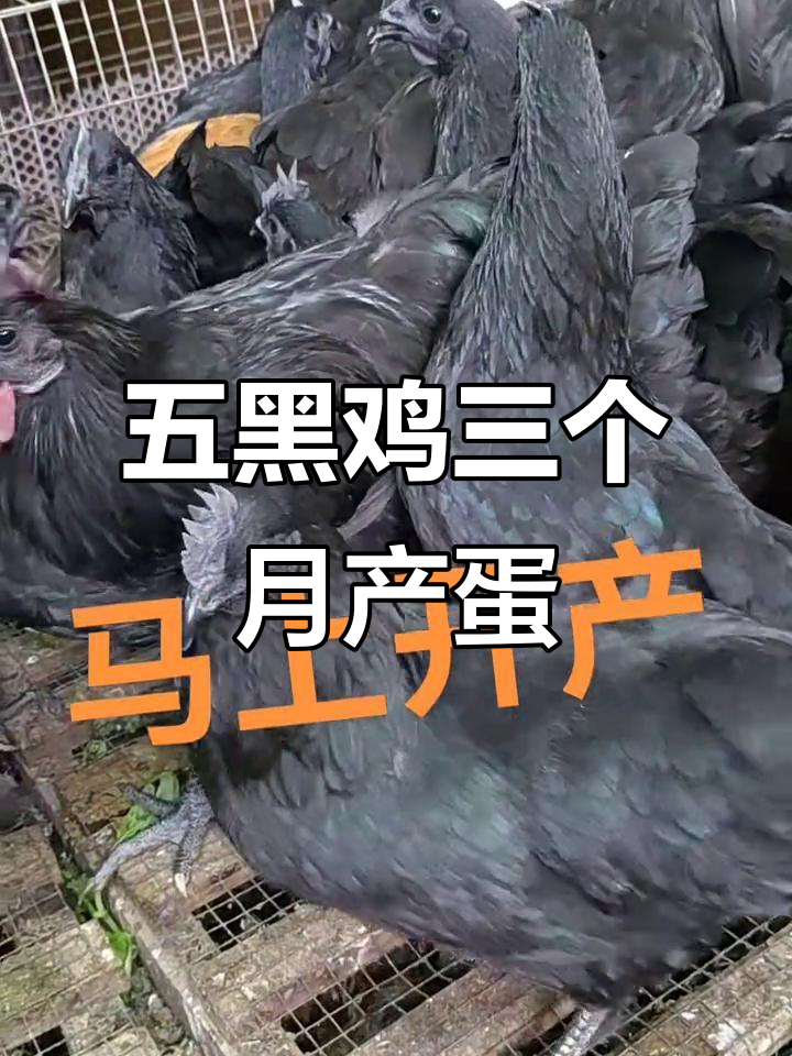 130天五黑鸡,养一个月就能下蛋,三只一起孵化