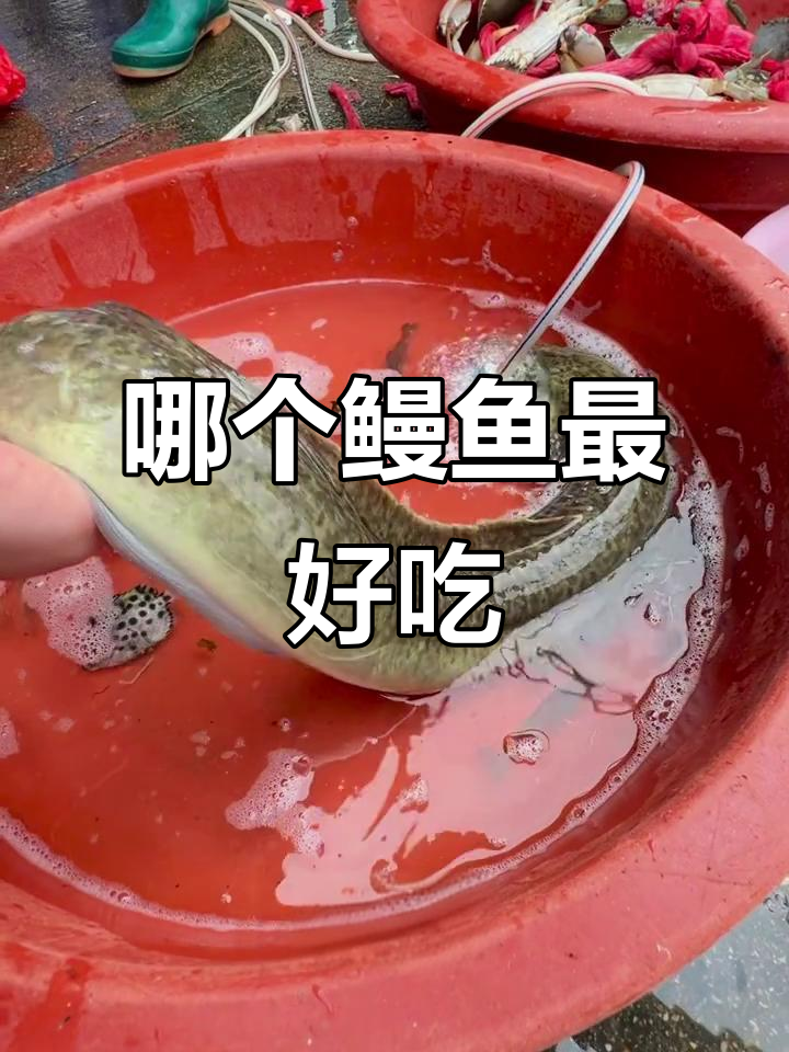 野生鳗鱼与养殖的区别,哪种最美味?
