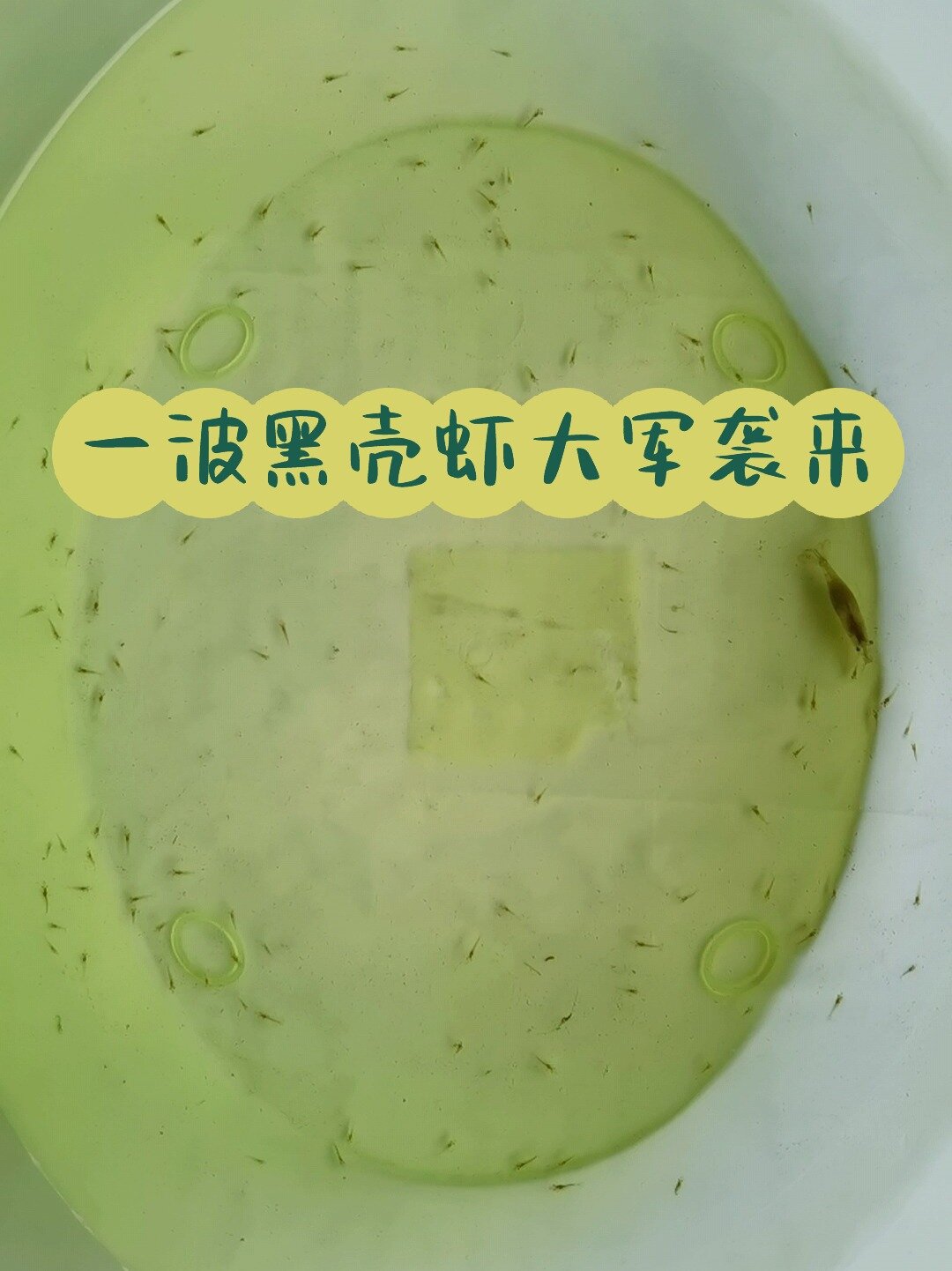 如何消灭黑壳虾缸里的孑孓