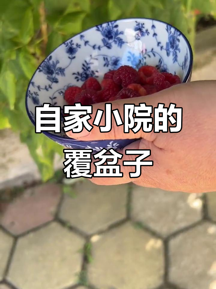 小院覆盆子树莓丰收,自由采摘做水果蛋糕