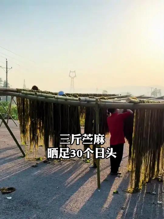 一根苎麻的100天旅程,蜕变成苎麻袜子 从山野间青翠的苎麻到脚上透气的袜子 要经历多少双手