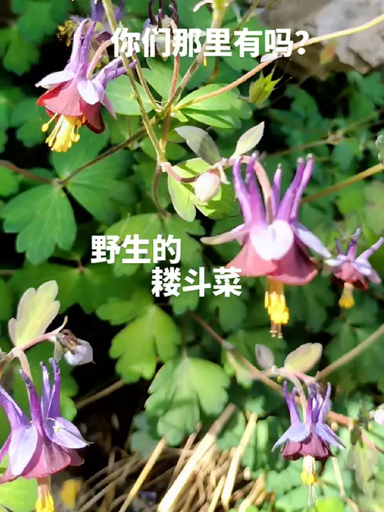 野生耧斗菜长在山沟小溪边,你们那里有吗?