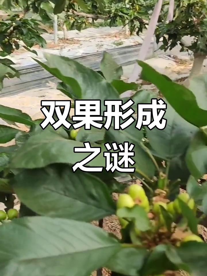 大樱桃双果成因揭秘,与授粉无关!