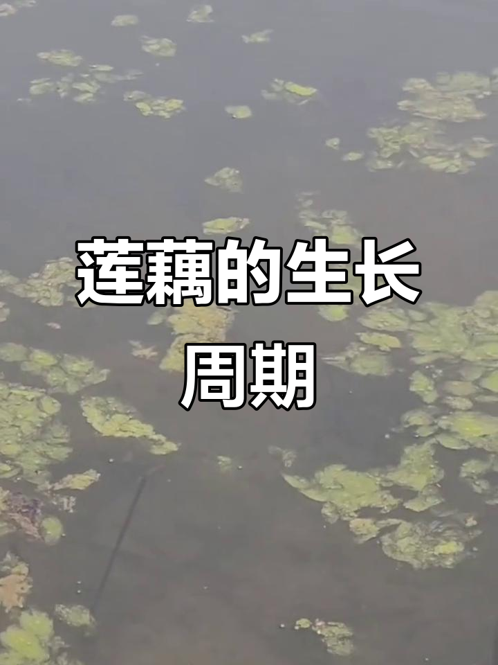 莲藕生长全过程揭秘:从发芽到采收的美丽转变