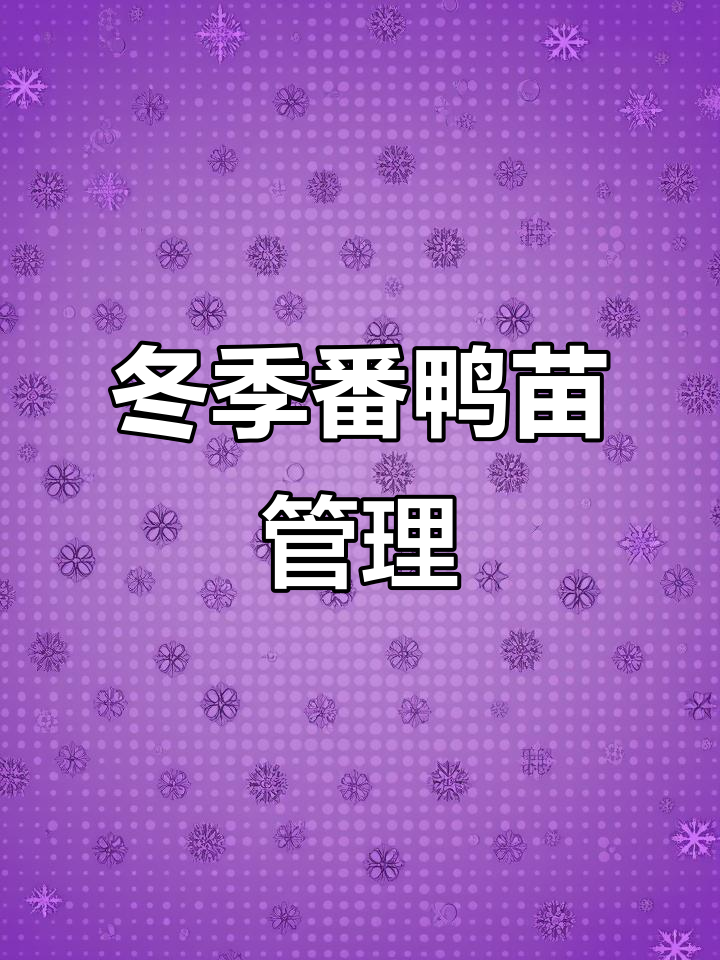 冬季番鸭育雏注意温差变化,避免意外损失